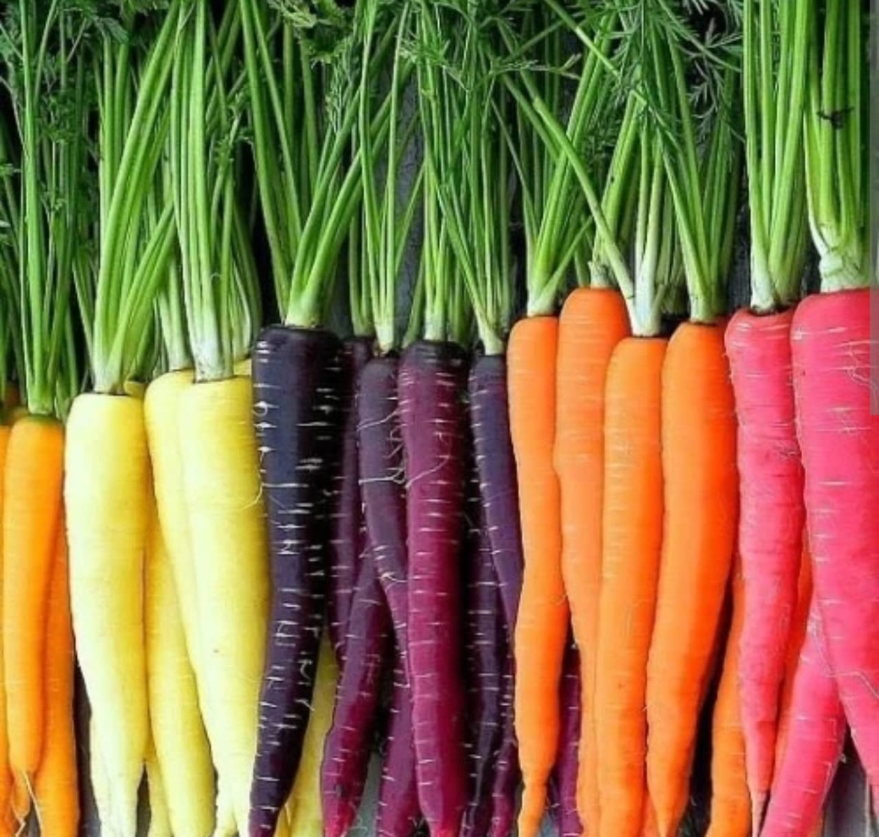 U Can Grow heirloom carrots — regenerative organic produce