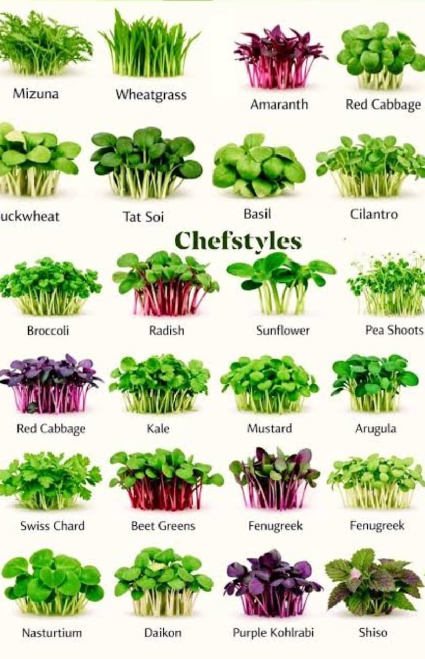 U Can Grow microgreens and fresh produce